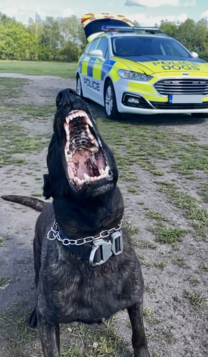 ChNWPoliceDogs's tweet photo. In the early hours PD Toro was on hand to assist Runcorn patrols in detaining a male wanted for serious domestic violence offences.
#PDTORO #OneInTheCells https://t.co/Ws1zFPcaen