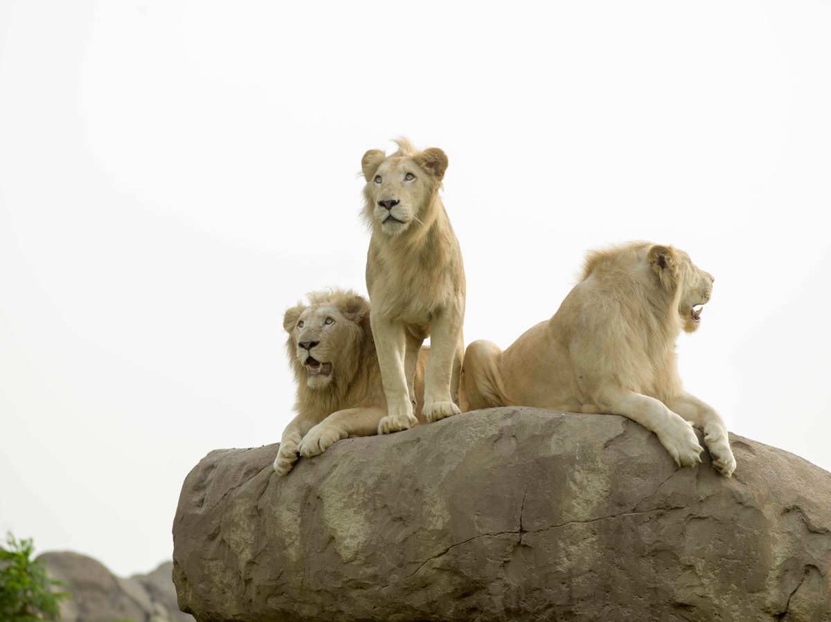Your safari adventure starts here! Contact us to book your visit to Dubai Safari Park and immerse yourself in the wonders of the animal kingdom. Whether you're a solo explorer or a group of nature enthusiasts, we'll ensure your experience is nothing short of extraordinary.