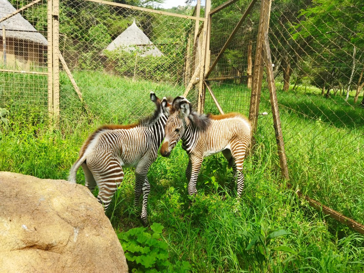 Loisaba's tweet image. Last month, our team rescued two #GrevyZebra foals separated from their mothers. The foals were cared for by a #communitymember and brought to our HQ, then to #OlJogi Animal Orphanage. Grevy's zebras are #criticallyendangered, with only 3,000 left in the wild. Every life counts.