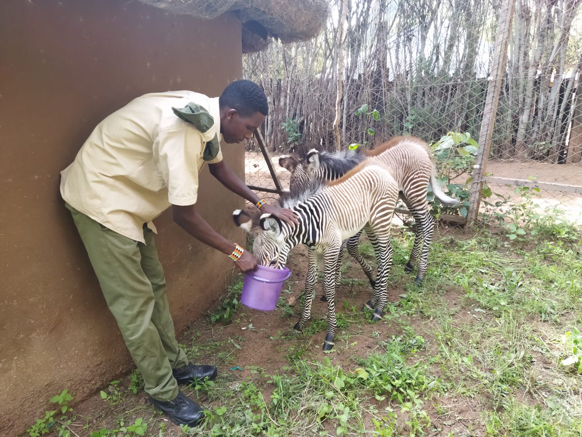 Loisaba's tweet image. Last month, our team rescued two #GrevyZebra foals separated from their mothers. The foals were cared for by a #communitymember and brought to our HQ, then to #OlJogi Animal Orphanage. Grevy's zebras are #criticallyendangered, with only 3,000 left in the wild. Every life counts.