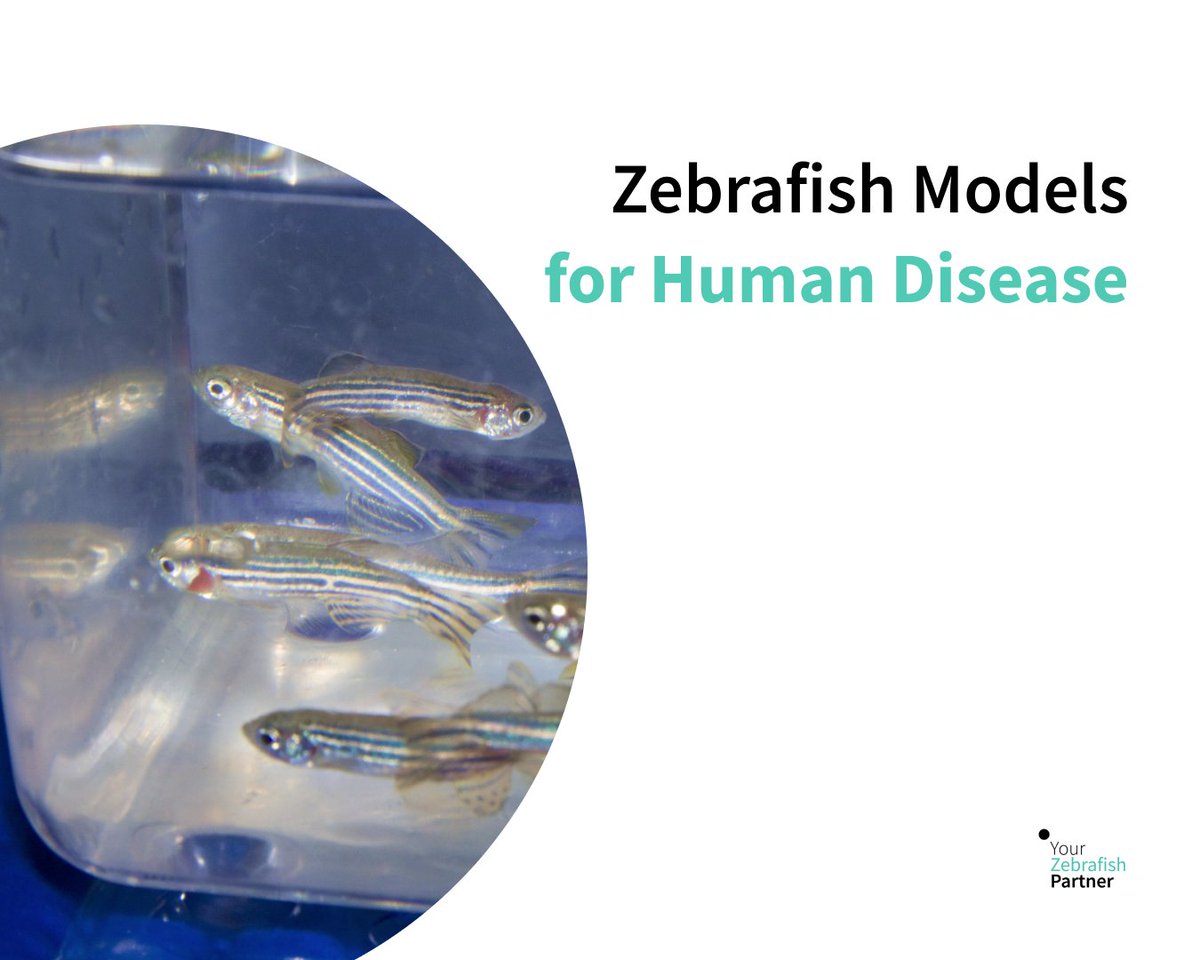 What happens if we combine Zebrafish with innovative gene editing tools? 👇🏼

We can generate powerful Zebrafish disease models thanks to their ease of genetic manipulation, genetic similarity to humans, transparency, fast development, and ease of maintenance.