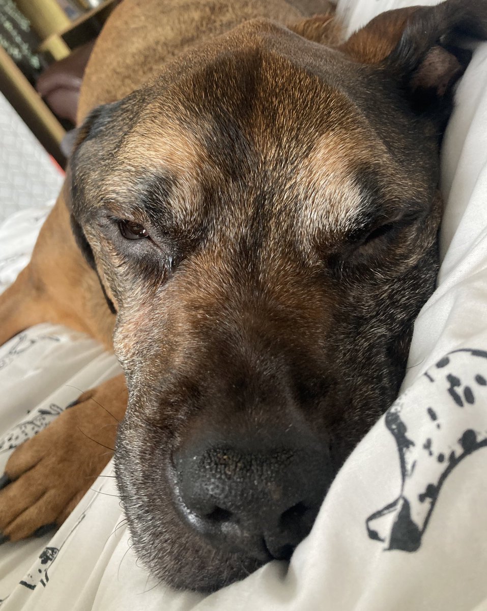 BaileySpottyDog's tweet photo. Please keep Buddy in your thoughts today. He is very unwell and we are doing everything we can to keep him comfortable. https://t.co/RTbck3TB0N
