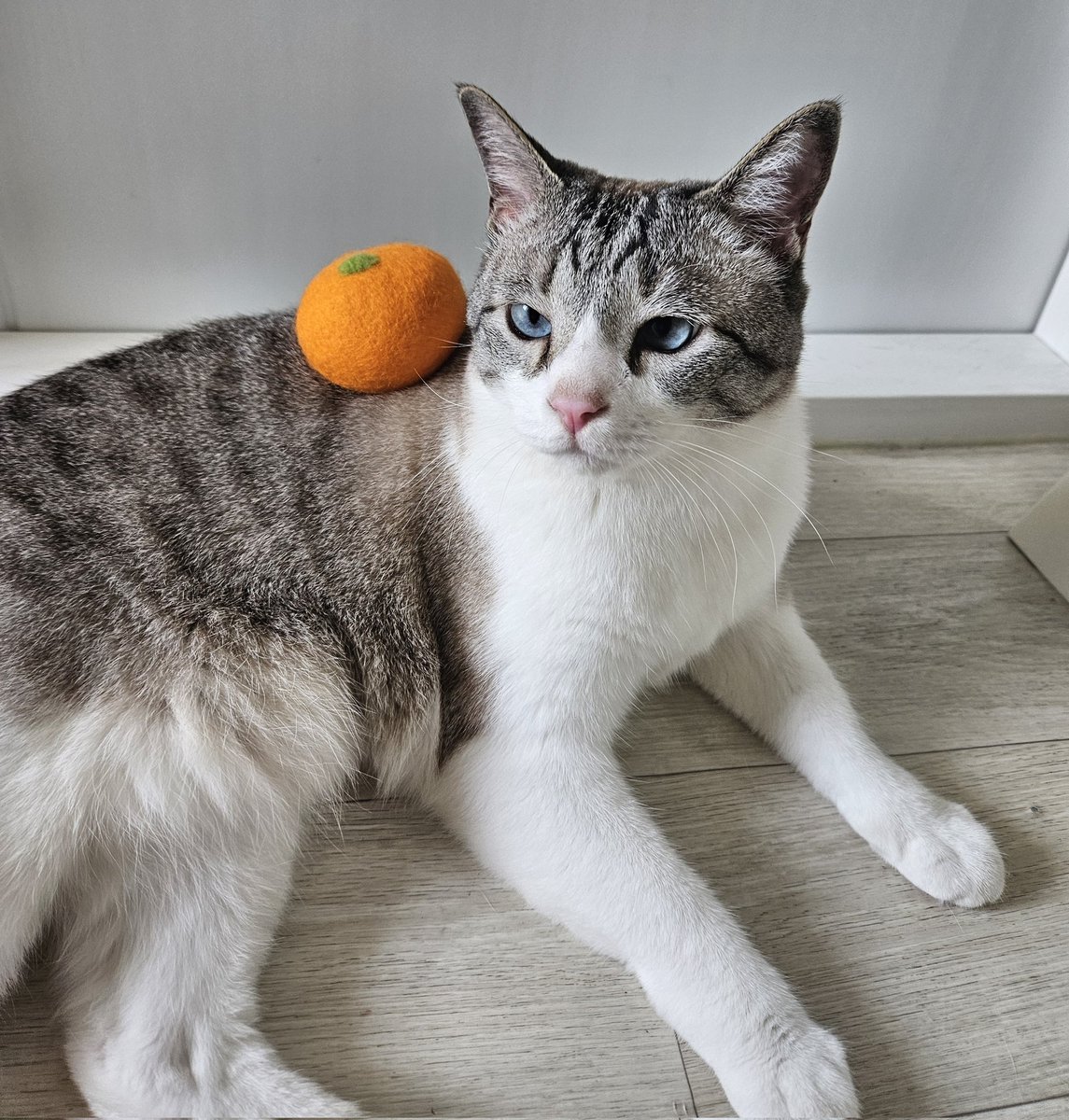 귤냥이