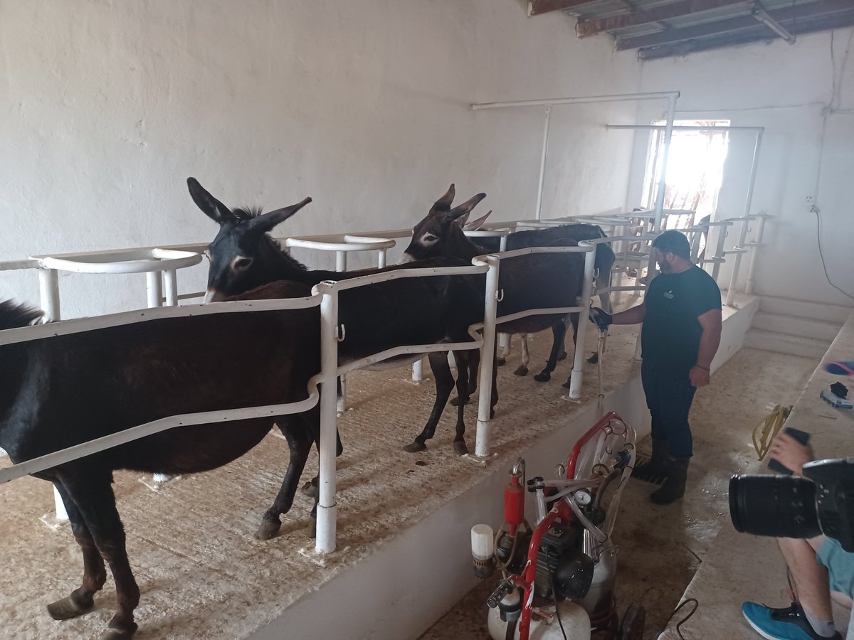 Traite_Idele's tweet photo. Visite d'une ferme asine, troupeau de 300 anesses, #traite au chariot d'une 20aine d'annesses chaque jour pour notamment faire des cosmétiques @idele #cofit https://t.co/rlSSnGwf5J