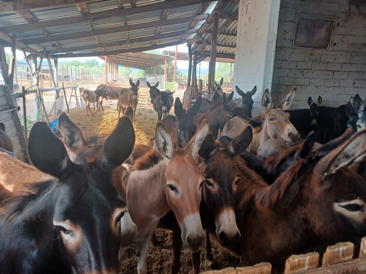 Visite d'une ferme asine, troupeau de 300 anesses, #traite au chariot d'une 20aine d'annesses chaque jour pour notamment faire des cosmétiques <a href="/idele/">idele omorodion</a> #cofit