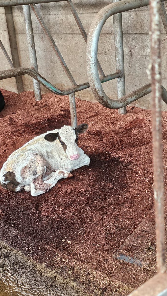 Dau Athithie tweet media