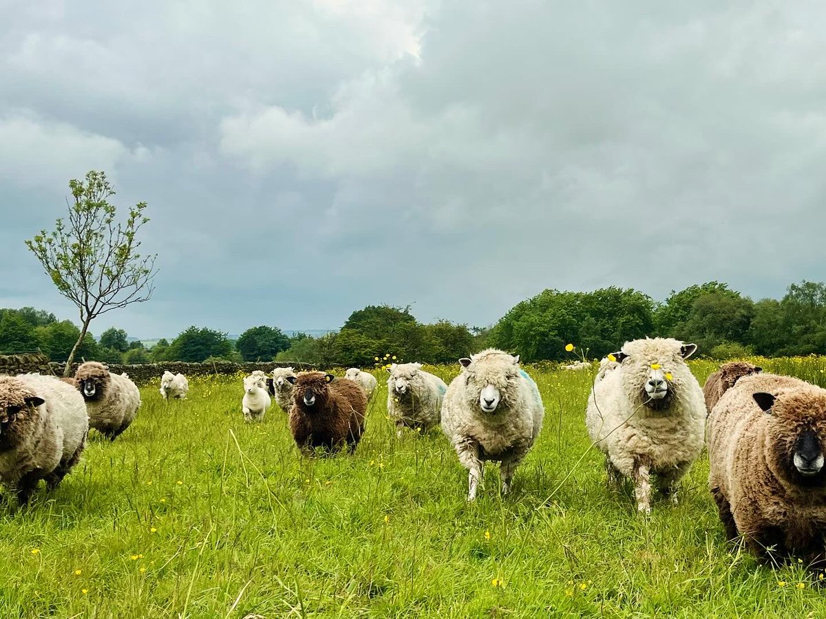 bernardsfarmuk's tweet photo. Waiting for a dry few days so we can get these woollies shorn 🤔 😅 🙃 🌧️ ☔️  ✂️ 

#nativesheep #sheep #bernardsfarmcolouredryelands #uplandfarming #naturefriendlyfarming #ryelandsheep #betsy #shepherdess #gonative #peakdistrict #peakfarmers #flockewes #flock #summer https://t.co/wvZ2DqZqGh