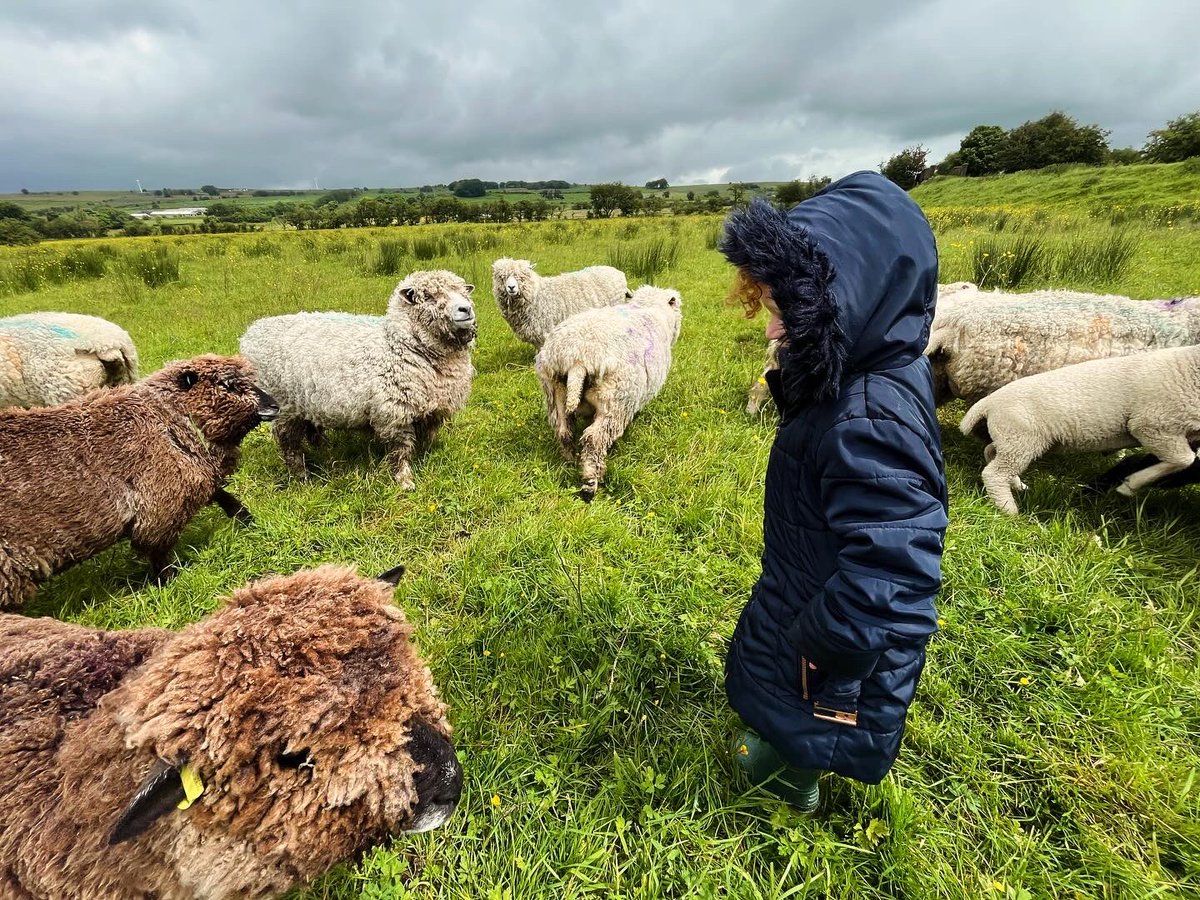 bernardsfarmuk's tweet photo. Waiting for a dry few days so we can get these woollies shorn 🤔 😅 🙃 🌧️ ☔️  ✂️ 

#nativesheep #sheep #bernardsfarmcolouredryelands #uplandfarming #naturefriendlyfarming #ryelandsheep #betsy #shepherdess #gonative #peakdistrict #peakfarmers #flockewes #flock #summer https://t.co/wvZ2DqZqGh