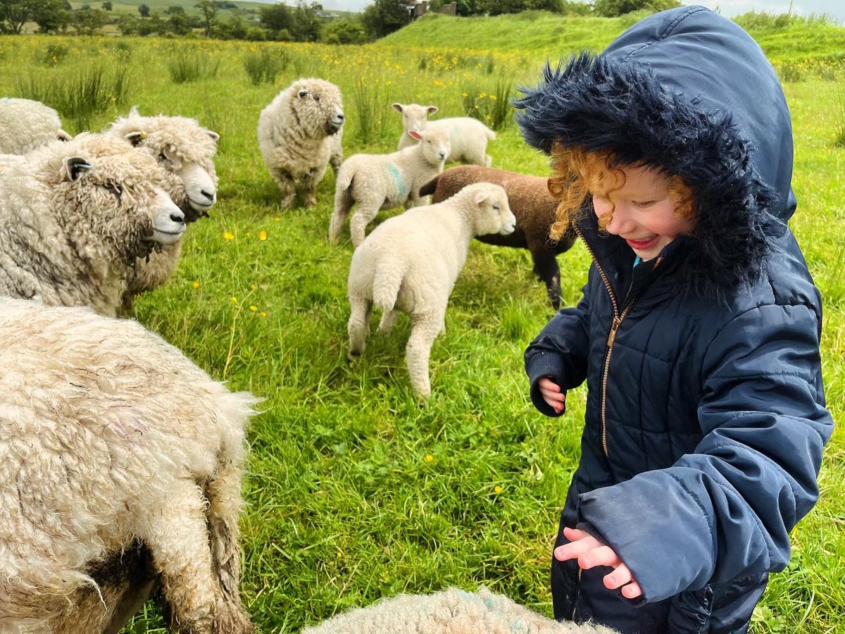 bernardsfarmuk's tweet photo. Waiting for a dry few days so we can get these woollies shorn 🤔 😅 🙃 🌧️ ☔️  ✂️ 

#nativesheep #sheep #bernardsfarmcolouredryelands #uplandfarming #naturefriendlyfarming #ryelandsheep #betsy #shepherdess #gonative #peakdistrict #peakfarmers #flockewes #flock #summer https://t.co/wvZ2DqZqGh