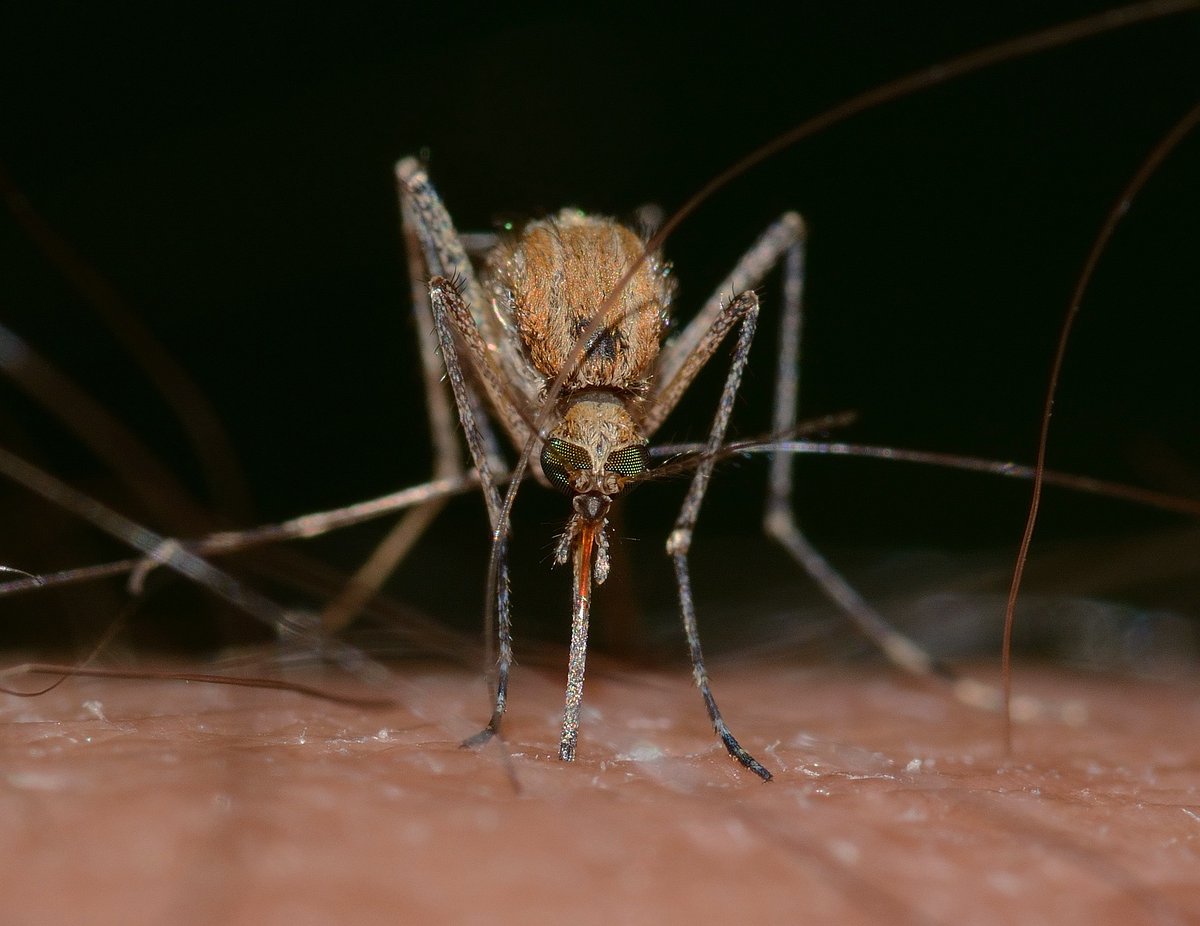 ECDC_EU's tweet photo. #JustPublished!
Worsening spread of #MosquitoBorne disease outbreaks in EU/EEA.
We are observing a continuing upward trend in the imported #dengue cases, as well as an increasing number of local outbreaks of #WestNileVirus & #dengue.
https://t.co/0xZmCCaCAb https://t.co/qVxcRqCkEk
