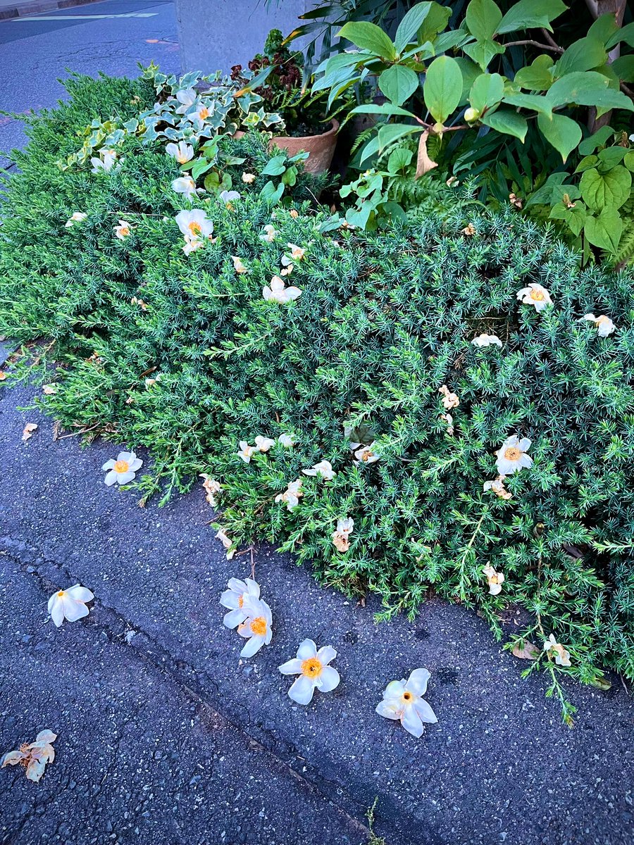 4XGQBO0gUSqvFCW's tweet photo. つわものどもがゆめのあと
#naturephotgraphy #plants #flowers #Stewartia https://t.co/xgm2CFTYyp