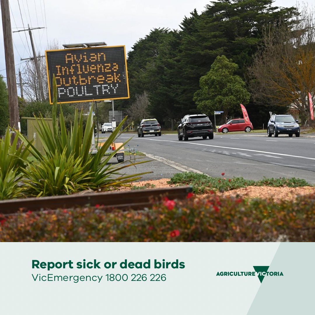Avian influenza virus has been confirmed at a sixth Victorian farm.

This detection is why our risk-based Restricted and Control Areas are in place and shows that our ongoing surveillance activities are working. 

Read more 👉 go.vic.gov.au/3TrPJLN