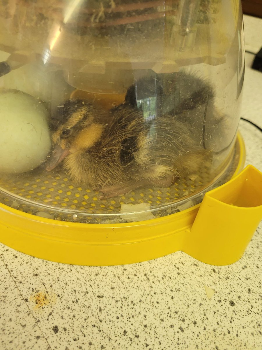 We now have 2 ducklings. One hatched overnight 🥚👏🏻🦆 <a href="/NDHS_Science/">NDHS Science Dept</a> <a href="/ndhsglasgow/">Notre Dame High</a>