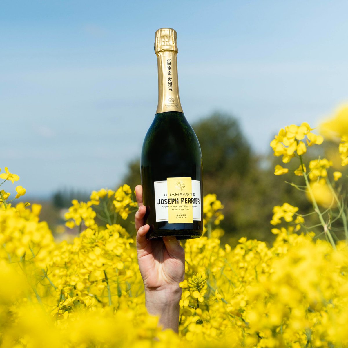 LIGHT UP LIFE

C’est toujours une fierté et source de satisfaction de voir une plateforme de marque prendre vie en mots et en images. Pour la Maison de Champagne Joseph Perrier, ce renouveau s’exprime notamment à travers de nouveaux habillages. 

➡ bit.ly/SOWINE_Joseph_…