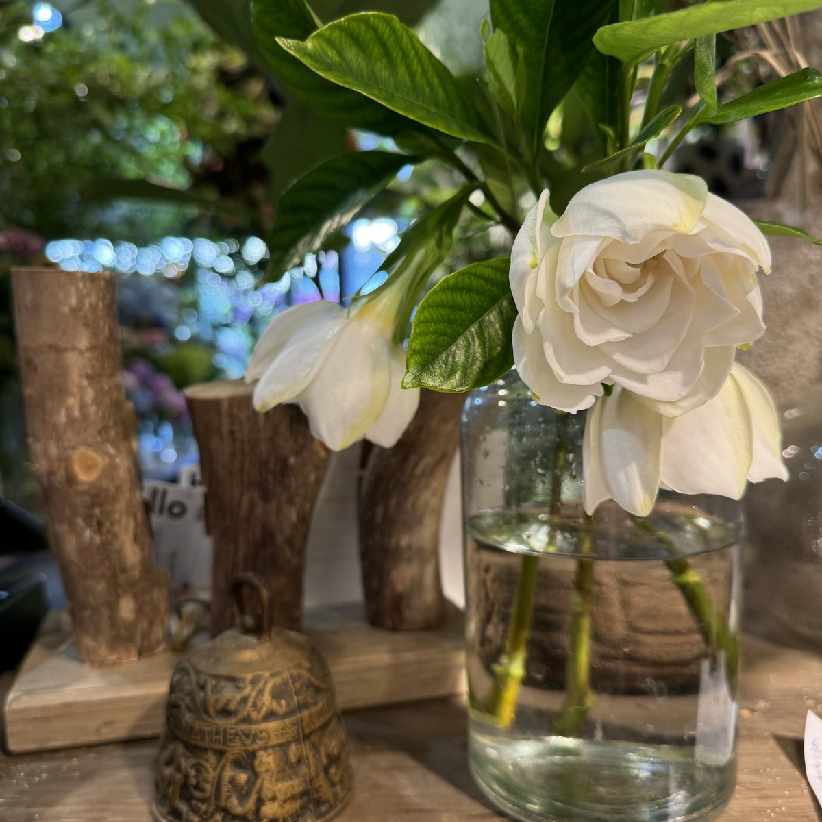 luff_fpw's tweet photo. デスクにクチナシの花を置いておくだけで甘い匂いにつつまれて。
甘美すぎて仕事が手につかないくらい幸せな気持ちになってちまう https://t.co/jGrNQiSVIn