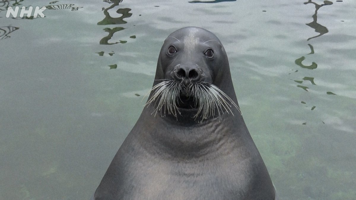 動物園シリーズ アザラシ 確認用