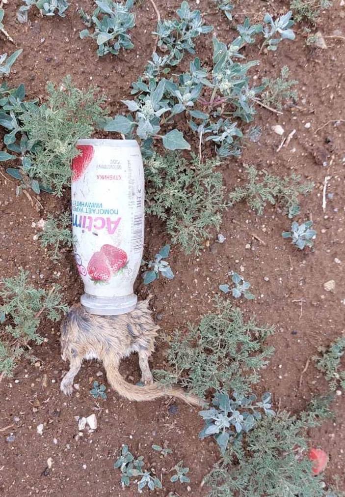 Бидний хувьд халааслаад ч хамаагүй авч яваад дараа нь хогийн саванд хийчихэж болох хог амьтанд, байгальд маш аюултай үр дагавар авчирдаг юм шүү! Хогийг хогийн саванд хаяж хэвшье. Repost