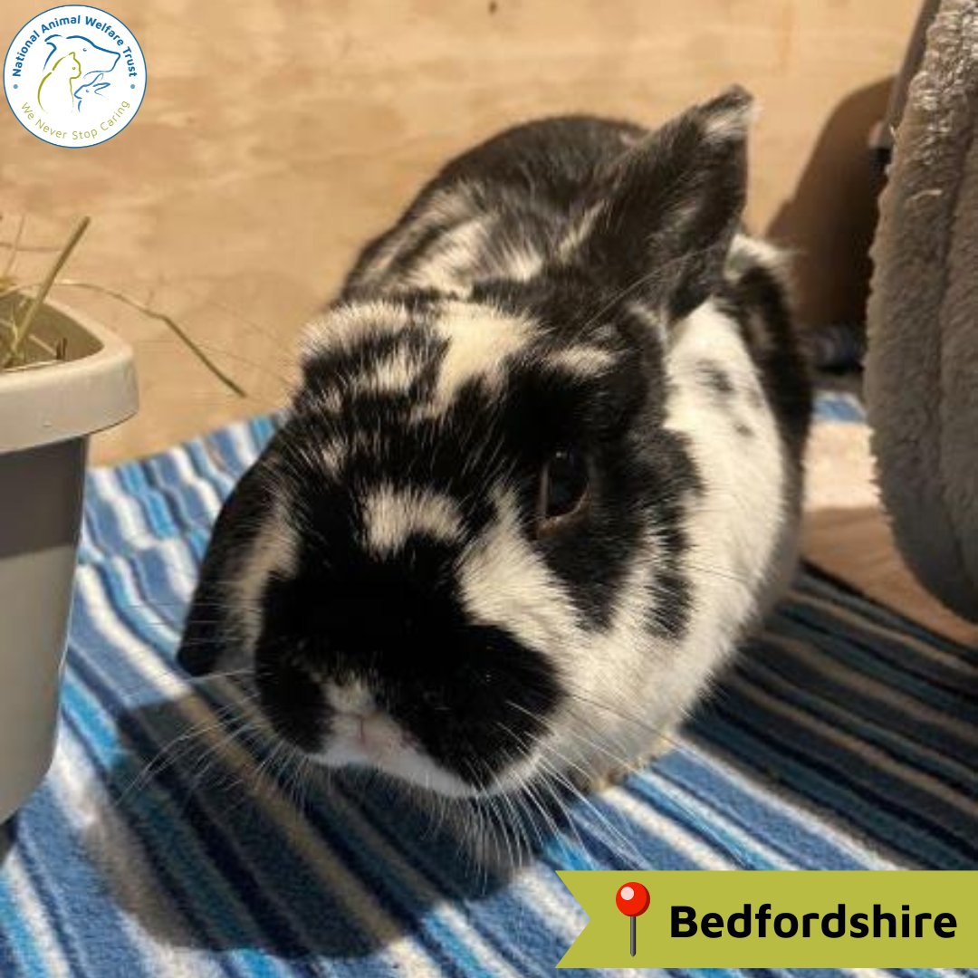 Archie is looking for his forever home. He loves a good fuss and a treat, and goes up to the staff for a fuss. In the beginning he can be a little nervous, but hopes for a rabbit friend to help him feel more safe. 🐰💙

nawt.org.uk/rehoming/anima…

#rabbits #lookingforlove #rescue