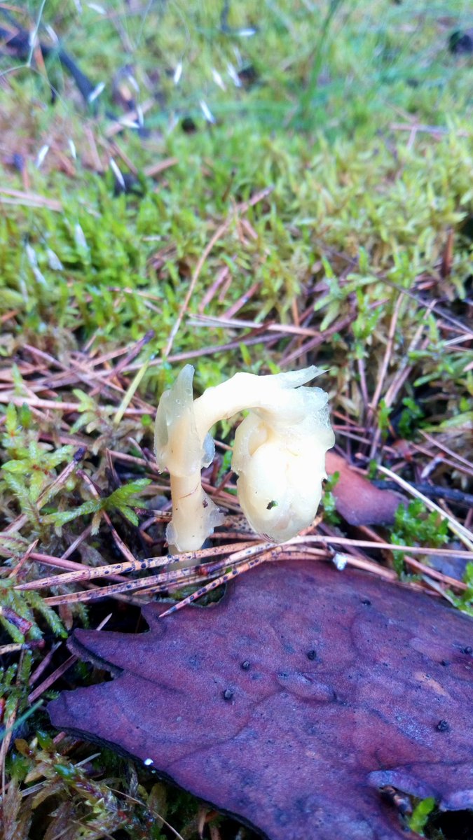 LX8111's tweet photo. #Fichtenspargel #MonotropaHypopitys #GhostPipe found the other day. An epiparasit working with mushrooms to get nutrition from trees and bushes. https://t.co/rqTNmIwhPg
