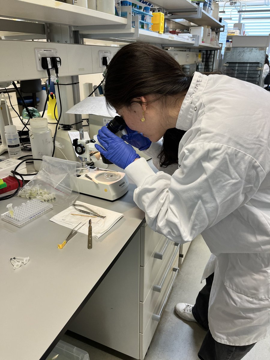 BeetleMania (@beetlephylo) on Twitter photo Our student Hanwen Cao presented her work on lower Palaeolithic stone tool transition. We know, not beetles! 🪲 🤓 Hanwen is moving on to her next project with #VoglerLab using ITS for beetle gut content analysis <a href="/NHM_Students/">NHM_Students</a> Our student Hanwen Cao presented her work on lower Palaeolithic stone tool transition. We know, not beetles! 🪲 🤓 Hanwen is moving on to her next project with #VoglerLab using ITS for beetle gut content analysis <a href="/NHM_Students/">NHM_Students</a>