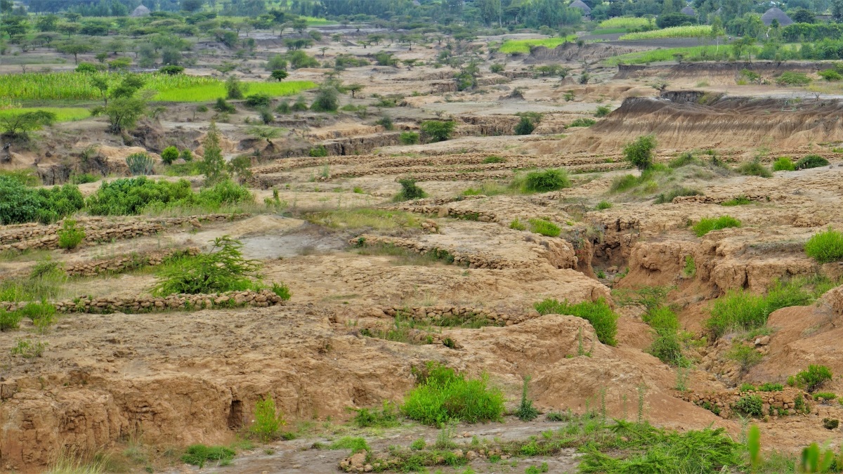 FarmAfrica's tweet photo. #DidYouKnow degraded land poses social, economic and environmental risks?

🏠Flooding can damage schools and homes and cause displacement, disease and death
💰Poorer pastures mean farmers face low returns
🌸Soil erosion leads to biodiversity loss and contributes to climate change https://t.co/SCm1NKinnG