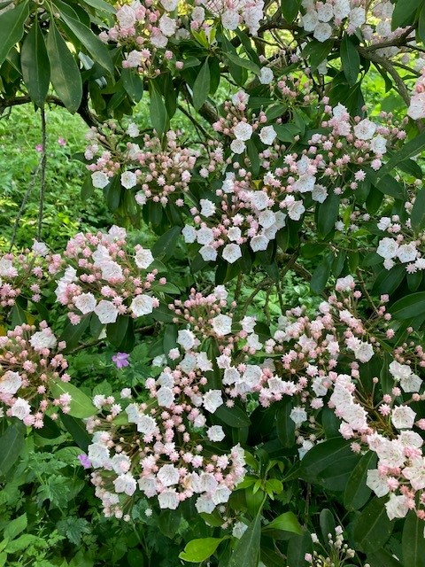 Great Comp Garden tweet media