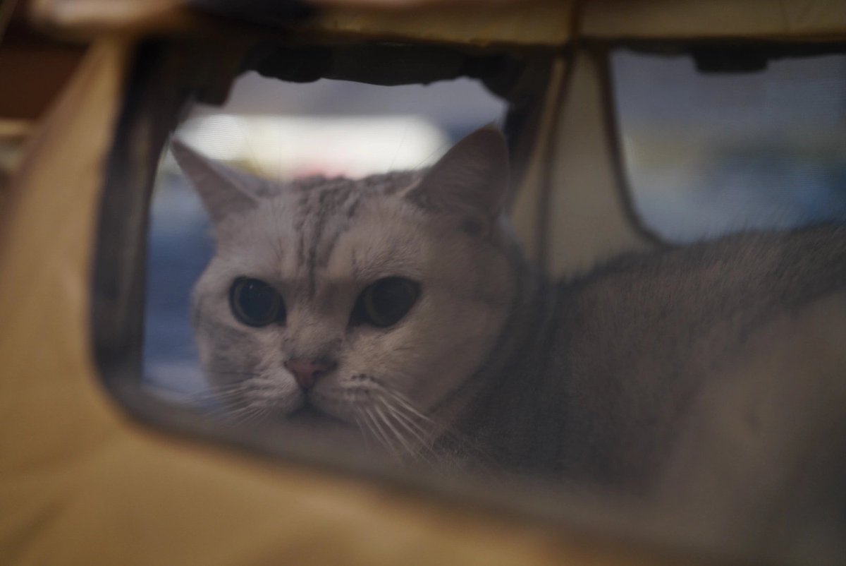 lingxiang5267's tweet photo. 友達が猫を連れてキャンプに行くと言ったので、友達の家に行きました
猫は本当に家でキャンプして、私を怒らせた😆 https://t.co/7auFixnQVS
