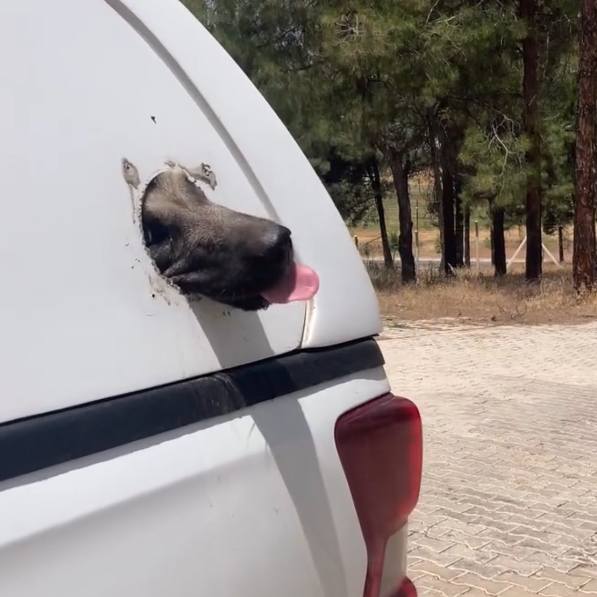 Bu rezillik nedir? <a href="/buyuksehirkm/">Kahramanmaraş Büyükşehir</a> 

<a href="/AlfaDernegi/">Alfa_dernegi</a> şu an Maraş barınağının önünde. İçeriye alınmıyorlar. Barınak önünde karşılaştıkları görüntü de bu!