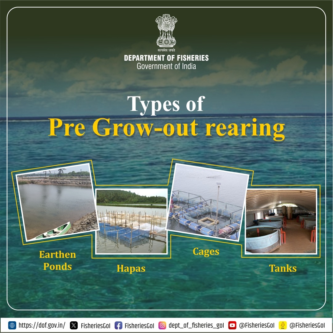 FisheriesGoI's tweet photo. Nurturing fish: Diverse Approaches to Pre-Grow-Out Fish Rearing
#FishRearing #Aquaculture #FishFarming #SustainableAquaculture #AquaticFarming #FishNursery #FishHealth #FishFeed
#AquacultureInnovation #MarineFarming #FreshwaterAquaculture #AquacultureTech #FishHatchery https://t.co/ppBncn6qln