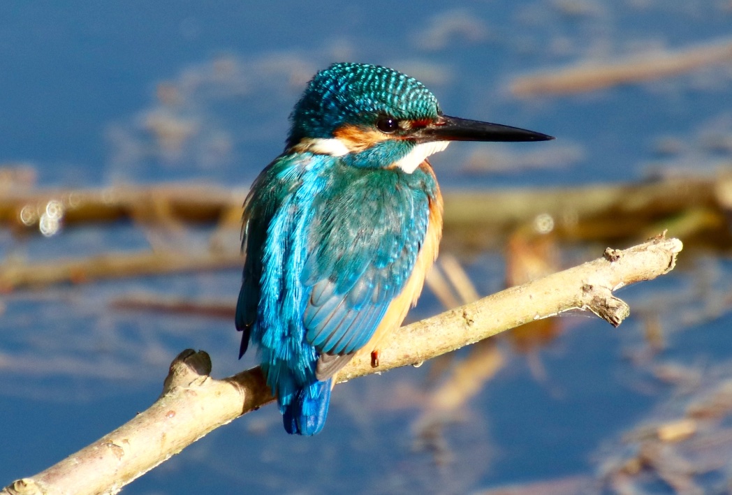 victorthevole's tweet photo. My favourite kingfisher photo @BBCSpringwatch @Natures_Voice #springwatch2024 #wildlife https://t.co/cgrFZvGBL1