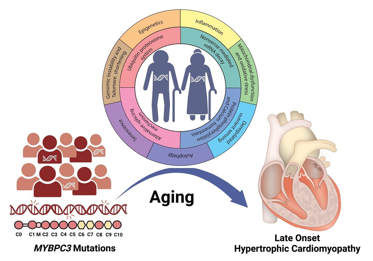JCA_Journal's tweet image. This review (PMID: 38406555) from Dr. Sakthivel Sadayappan et al. assessed the pathogenic mechanisms that promote late-onset #HCM through the lens of transcriptional, post-transcriptional, and post-translational modulation of #MYBPC3.
oaepublish.com/articles/jca.2…
