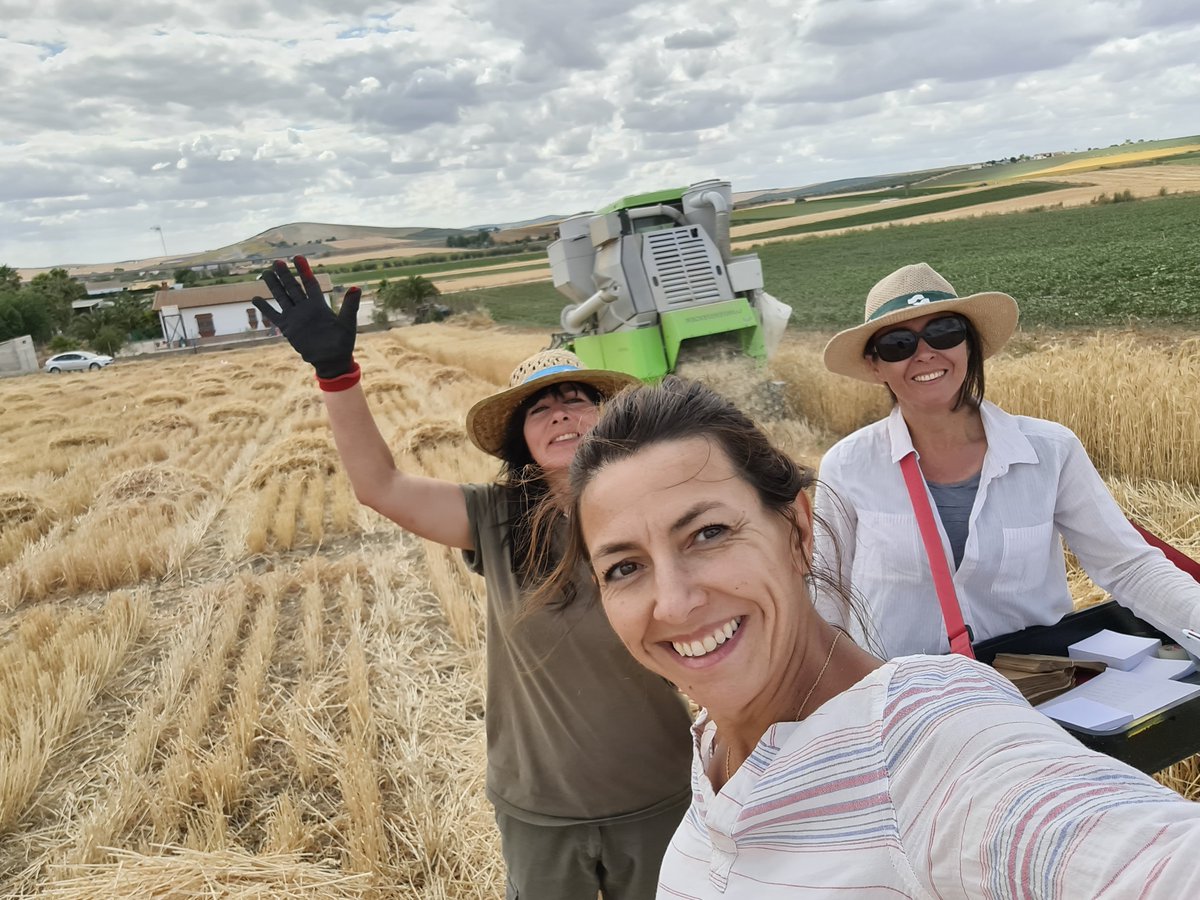 Innovar_EU's tweet photo. This time last year we were harvesting our final InnoVar trials!
We've processed a lot of data since then and there's still more to go.
#H2020 #VarietyTesting #CropResearch @CeResLab_IAS https://t.co/0yXJgmD9nt