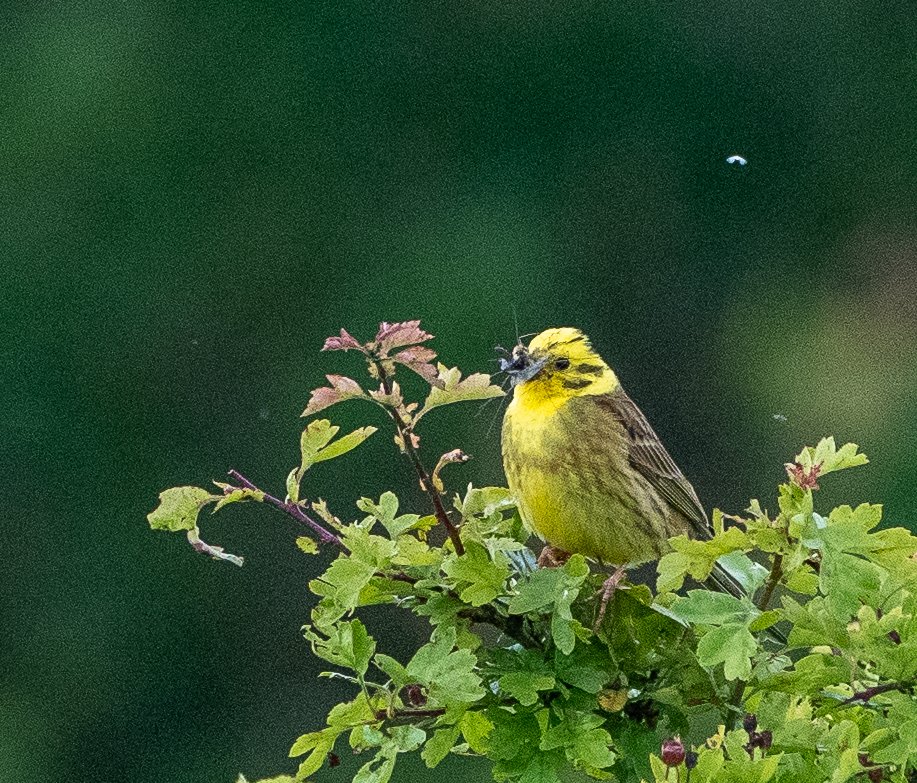 cyclebirdman's tweet image. 2 good reasons why Cole Green former landfill site,
Should not be turned into "Parkland" when Birchall Garden Suburb is built.Breeding red listed Yellowhammer and Bee Orchids
There are many more... @tarmac @WelHatCouncil
@HMWTBadger @BGSEngagement #leaveitwild