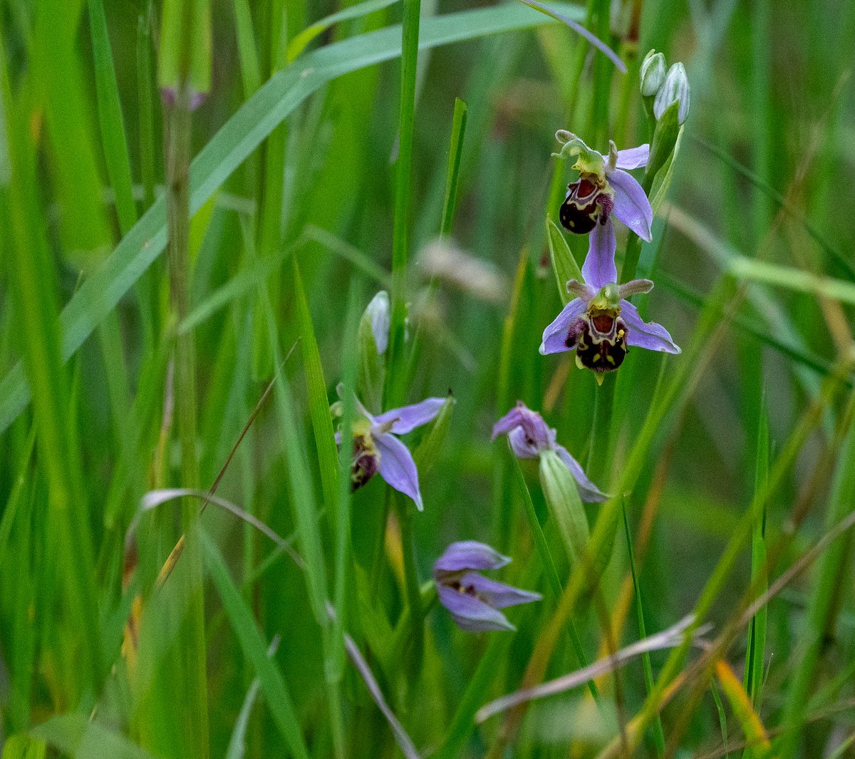 cyclebirdman's tweet image. 2 good reasons why Cole Green former landfill site,
Should not be turned into "Parkland" when Birchall Garden Suburb is built.Breeding red listed Yellowhammer and Bee Orchids
There are many more... @tarmac @WelHatCouncil
@HMWTBadger @BGSEngagement #leaveitwild
