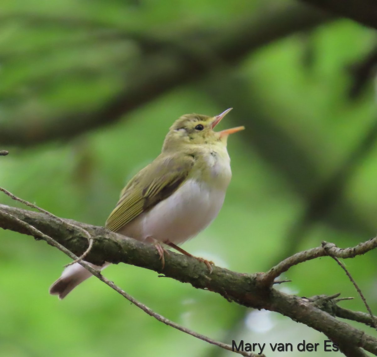 maryvanderes's tweet photo. #BirdsSeenIn2024
#Fluiter #Phylloscopus_sibilatrix #Wood_Warbler on the #veluwe in the #Netherlands .
@Britnatureguide @Float_photo @vogelnieuws @Sovon https://t.co/W3zCmhR1ej
