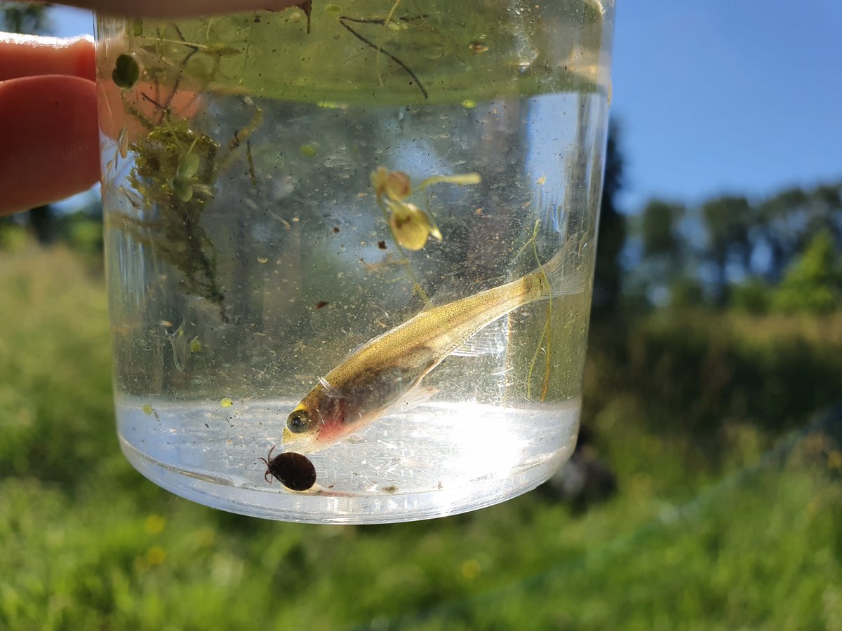 niooknaw's tweet image. Ga er met je schepnet op uit en zoek naar #waterdieren tijdens de #Slootjesdagen. Wat leeft er in het water bij jou in de buurt? Stuur je tellingen op naar waterdiertjes.nl en help het onderzoek naar de Nederlandse #waterkwaliteit. Lees meer: nioo.knaw.nl/nl/nieuws/op-z…