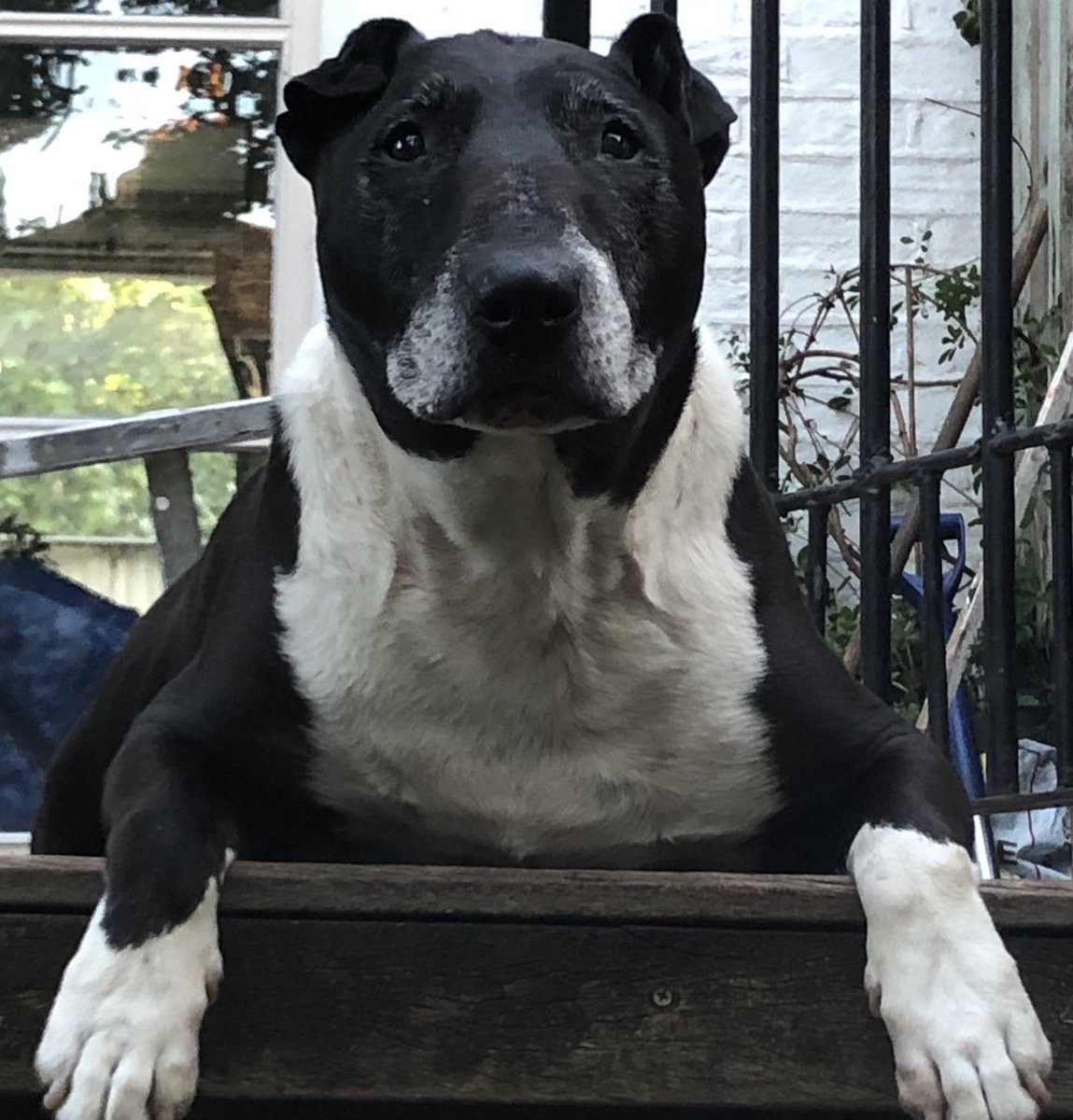 Lissa Evans tweet media