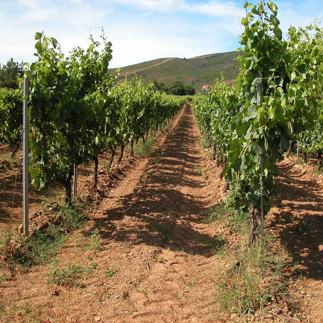 Así luce nuestro viñedo de Vilardevós ✨💚

#MaraMartín #Godello #DOMonterrei