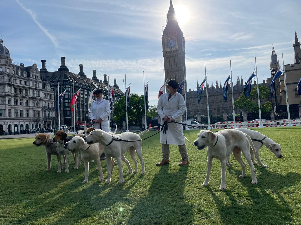 Parliament Square this morning - hounds protesting Labour’s trail hunting pledge