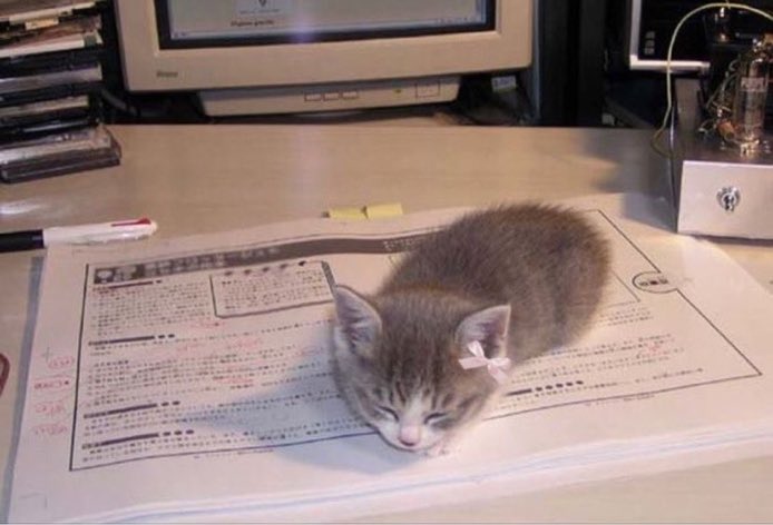 animals wearing bows (@animalswithbows) on Twitter photo 