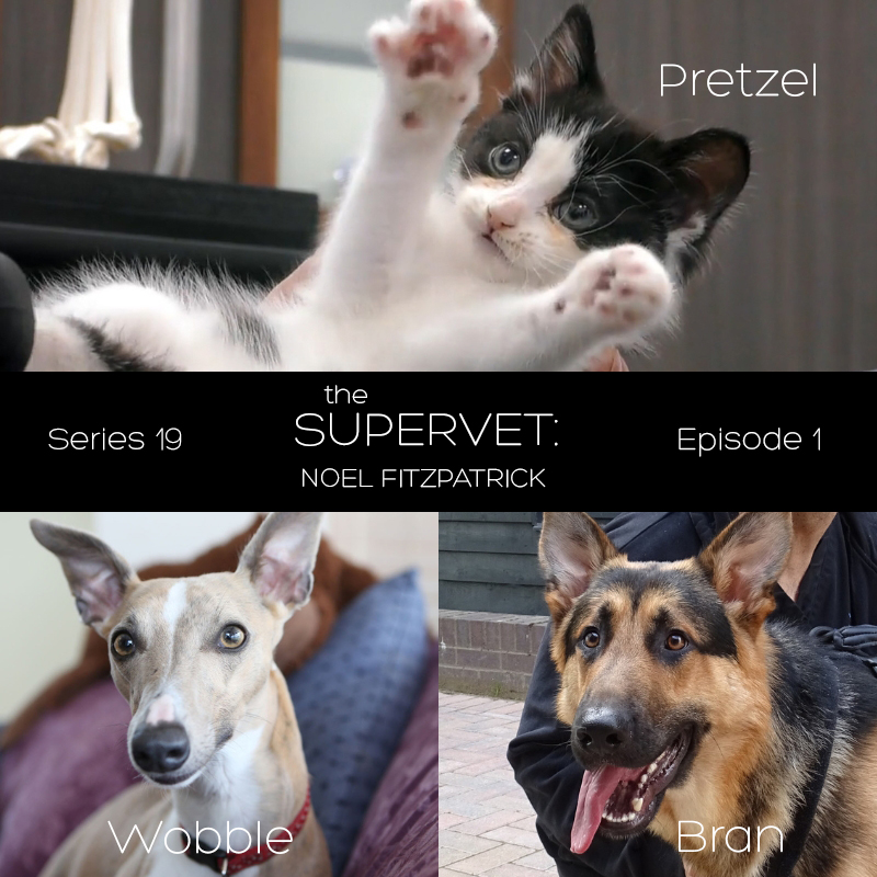 fitzpatrickref's tweet image. Today’s the day! We’re excited to welcome back The #Supervet this evening at 8pm on @Channel4.

Starting with a rescue special featuring the amazing stories of three patients – Pretzel, Wobble &amp;amp; Bran – whose families are seeking specialist orthopaedic &amp;amp; neurological care.