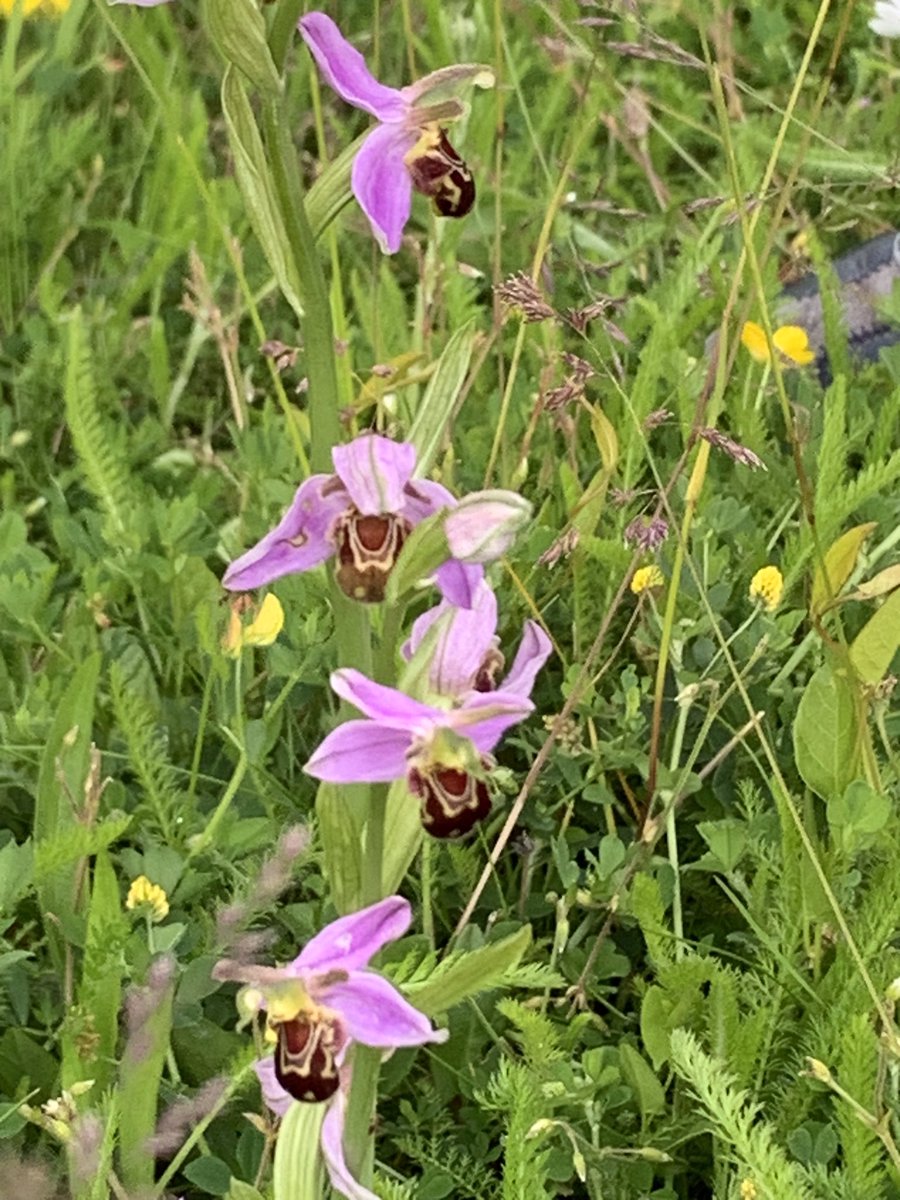 nicola gilham (@nicola_gilham) on Twitter photo Bee orchids at the Amersham Hospital wildflower meadow #GreenWeekBHT <a href="/BHTCharity/">Buckinghamshire Healthcare NHS Trust Charity</a> <a href="/BucksHealthcare/">Buckinghamshire Healthcare NHS Trust</a> @SustainAmersham #wildamersham Bee orchids at the Amersham Hospital wildflower meadow #GreenWeekBHT <a href="/BHTCharity/">Buckinghamshire Healthcare NHS Trust Charity</a> <a href="/BucksHealthcare/">Buckinghamshire Healthcare NHS Trust</a> @SustainAmersham #wildamersham