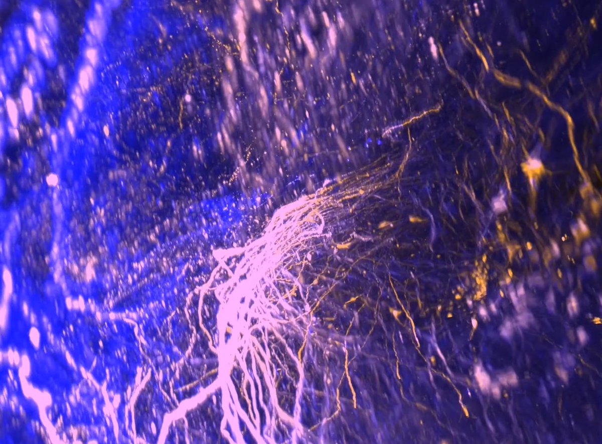 PogScience's tweet photo. 🎙️ A 20h30, #RéactSci chez @Robin_Isnard, sur #CellWorlds en compagnie de @18Maarie.

➡️ https://t.co/ZSsQDy6Pyu

#twitch #vulgarisation #biologie https://t.co/wx87B5cqtp