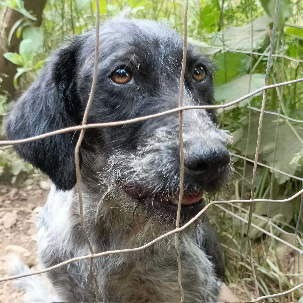 Cosmo, sei mesi 10 kg.
Info 3277570476 #spinone #adottauncane