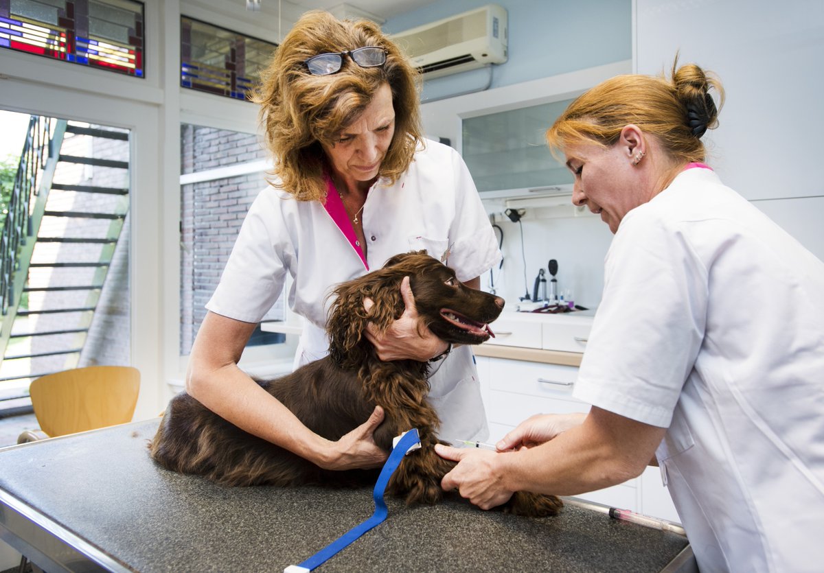 denieuwsbv's tweet image. De dierenzorg wordt steeds duurder. Door vercommercialisering gaan baasjes steeds minder of te laat met hun viervoeter naar de dierenarts. Dit moet anders zegt Daphne Groenendijk van @Hondbescherming, daarom zijn zij een petitie gestart.