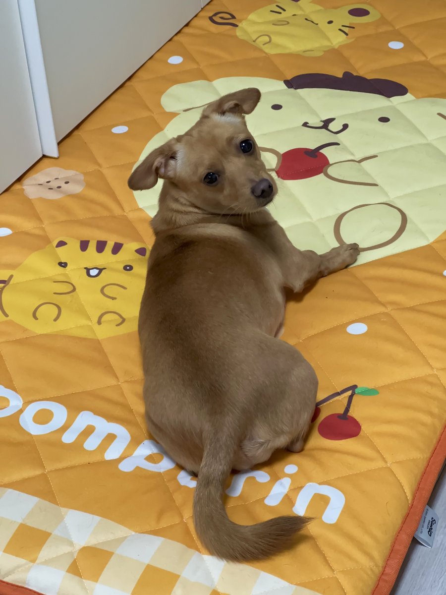 설현미 있다
그리고 폼푸매트도 있다