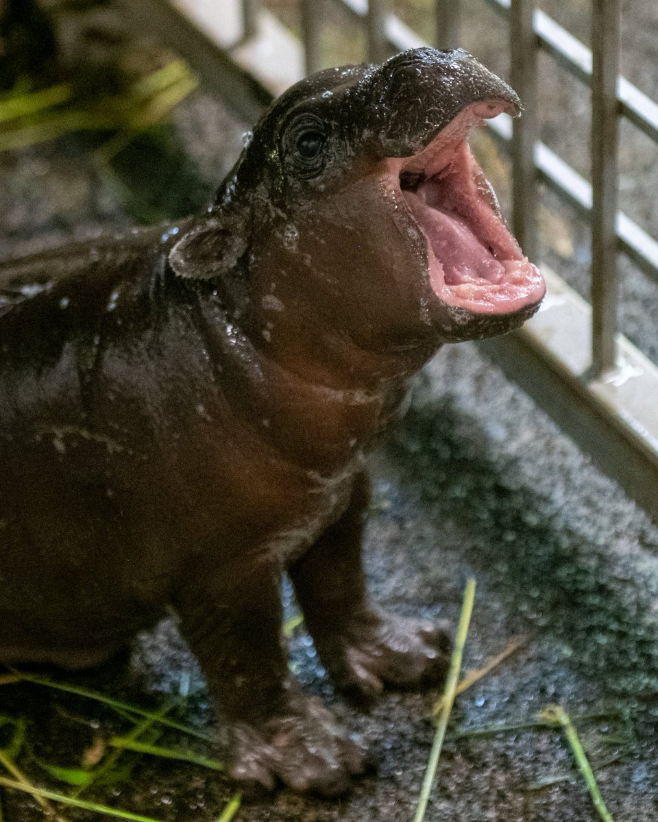 Miasto_Lodz's tweet image. W ZOO Łódź narodził się mały hipcio 😍😍😍