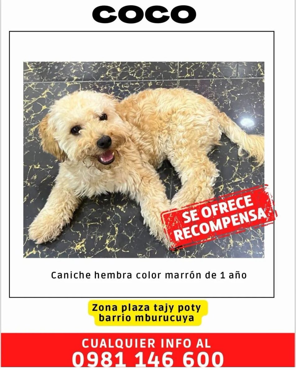 mariannojeda's tweet photo. Atención barrio Mburucuya  , su Familia busca a Coc, si lo viste por favor avisales.  Y, por favor RT https://t.co/o2X76mC0vP