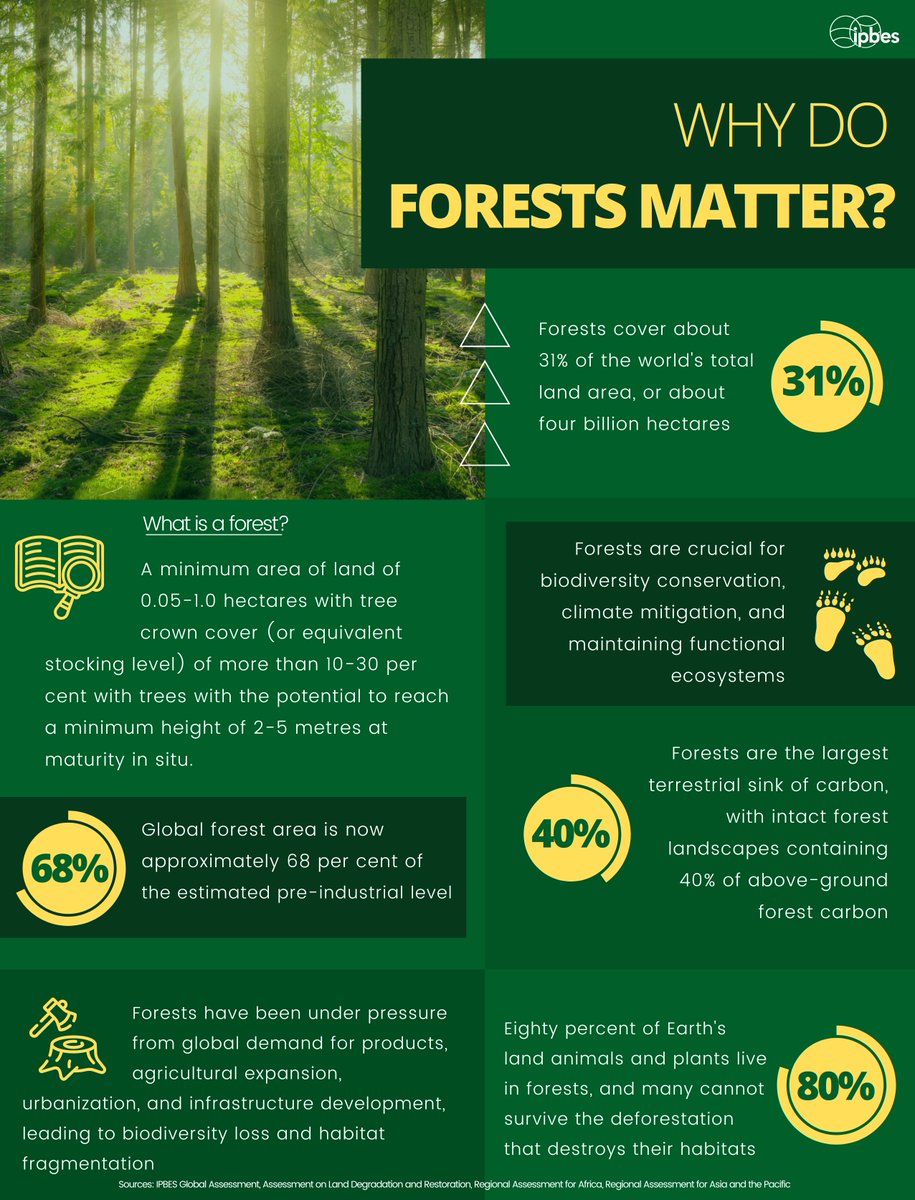 IPBES's tweet photo. #DYK Forests cover ~31% of Earth's land? That's billions of hectares!🌳🌍

Forests are vital for #biodiversity, climate &amp; as ecosystems, but they're under pressure.

Every native tree counts to stop #BiodiversityLoss!

Find out why else #forests matter w/ @IPBES infographic👇 https://t.co/6KBxdrn8KB