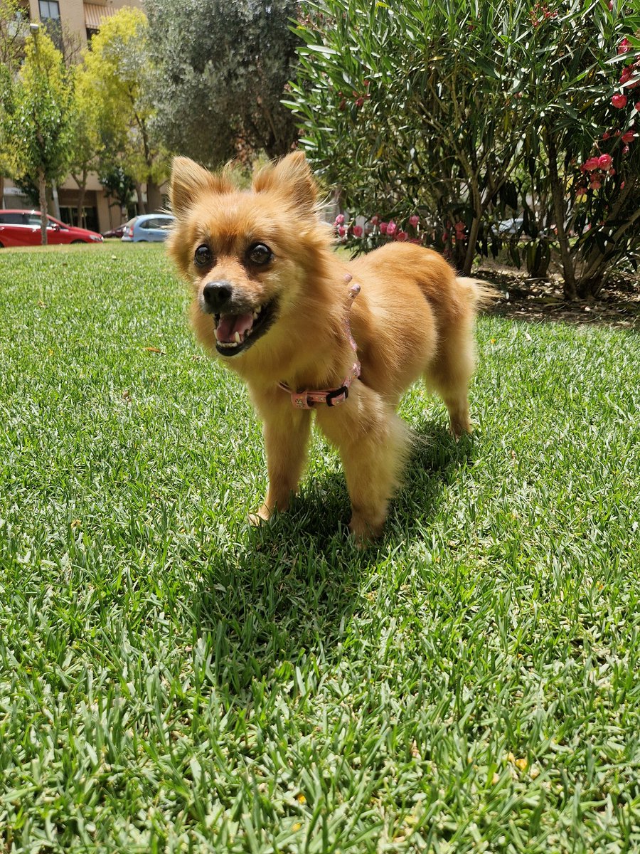 ZafiroProte's tweet photo. Nuestra Sugar tiene muchas ganas de ver los #BRIDGERTON, por algo es nuestro diamante de la temporada. Es que mirad que glow up ha pegado https://t.co/nCqDB2dqeJ
